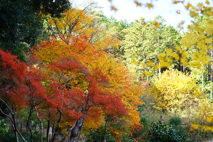 京都の紅葉_2021_22　積善寺　No15