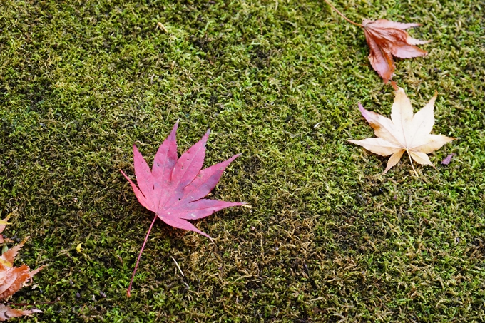 京都の紅葉_2021_22　積善寺　No16