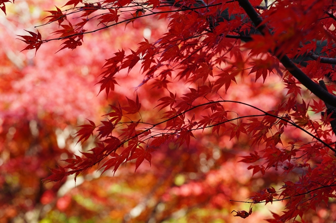 京都の紅葉_2021_22　積善寺　No17