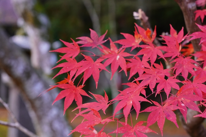 京都の紅葉_2021_22　積善寺　No18