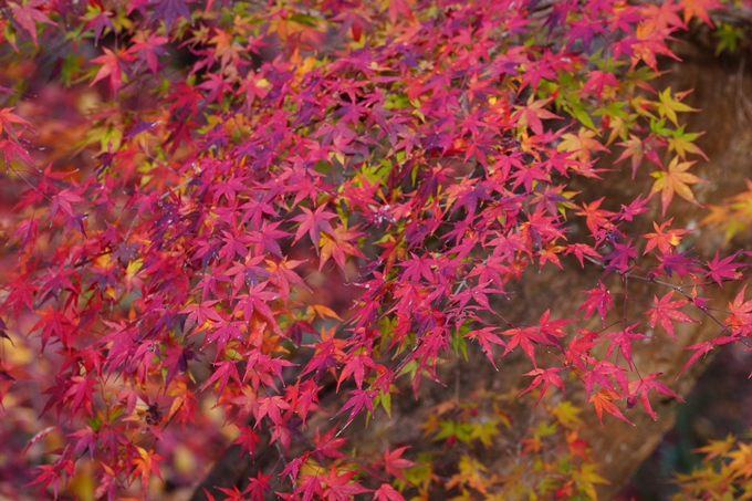 京都の紅葉_2021_22　積善寺　No19