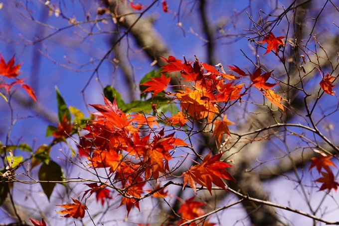 京都の紅葉_2021_22　積善寺　No20