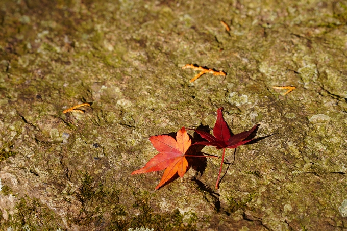 京都の紅葉_2021_23　法常寺　No16