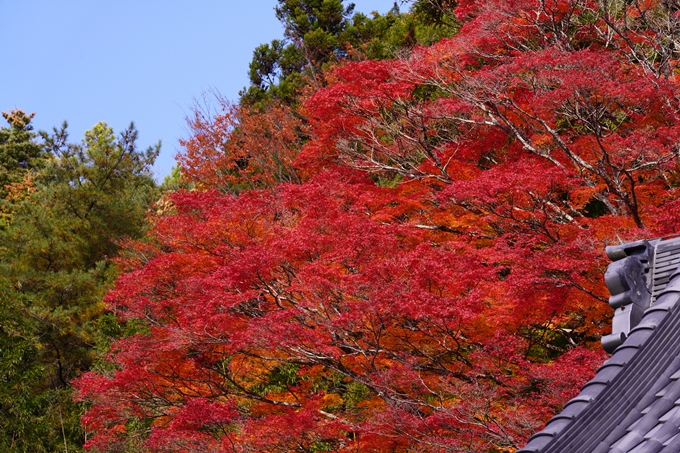 京都の紅葉_2021_23　法常寺　No18