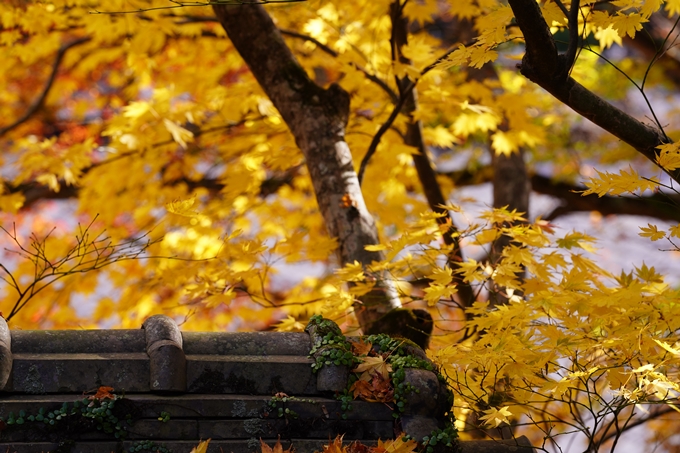 京都の紅葉_2021_23　法常寺　No19