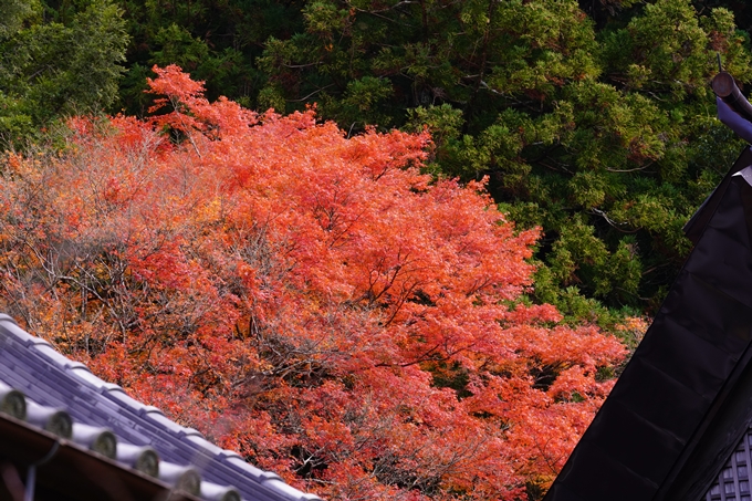 京都の紅葉_2021_23　法常寺　No20