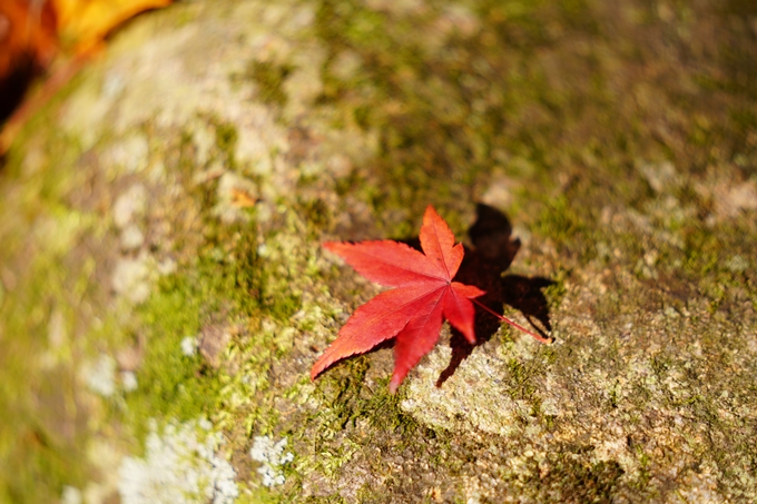 京都の紅葉_2021_23　法常寺　No21