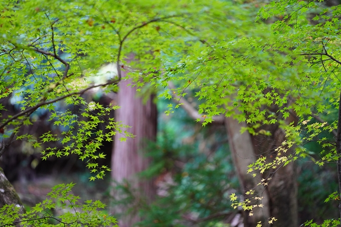 京都の紅葉_2021_23　法常寺　No22