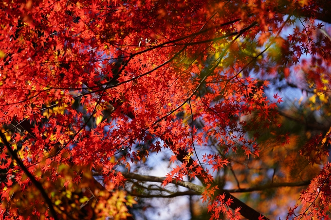 京都の紅葉_2021_23　法常寺　No23