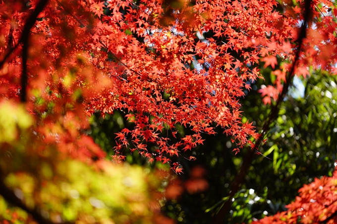 京都の紅葉_2021_23　法常寺　No24