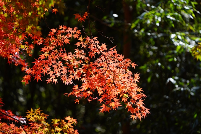 京都の紅葉_2021_23　法常寺　No25