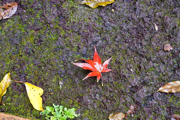 番外編_福井_越前大野城　No54