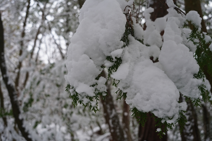 愛宕山_積雪_2022　No20