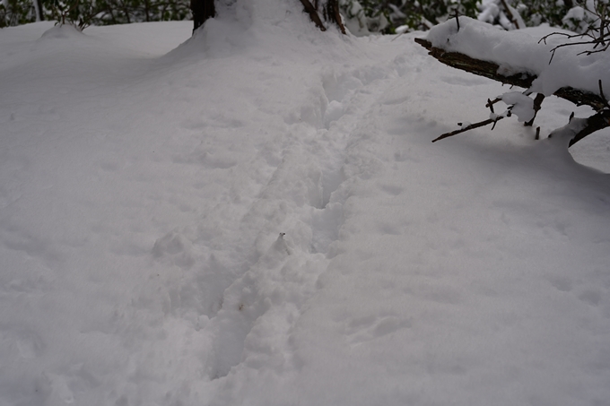 愛宕山_積雪_2022　No53