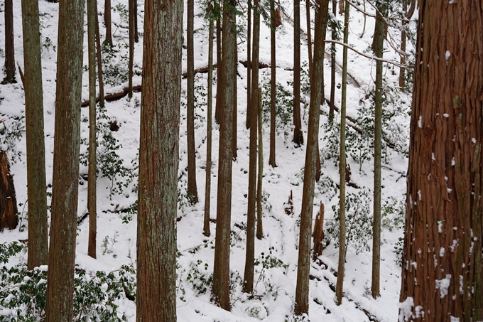 愛宕山_積雪_2022　No54