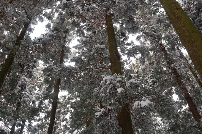 愛宕山_積雪_2022　No82