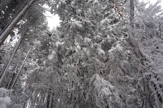 愛宕山_積雪_2022　No85