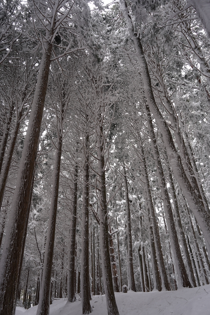 愛宕山_積雪_2022　No86