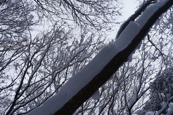 愛宕山_積雪_2022　No96