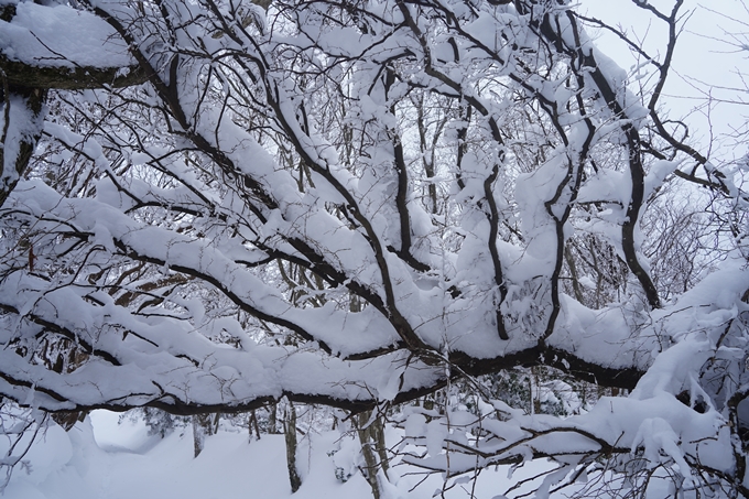 愛宕山_積雪_2022　No103