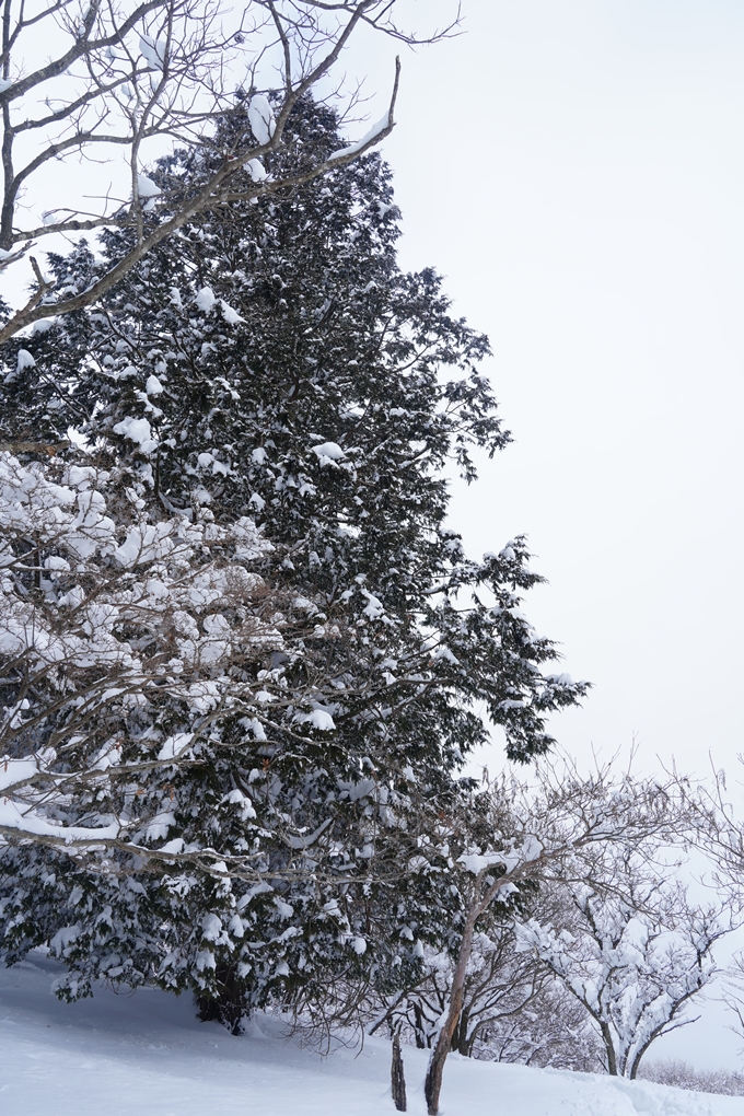 愛宕山_積雪_2022　No125