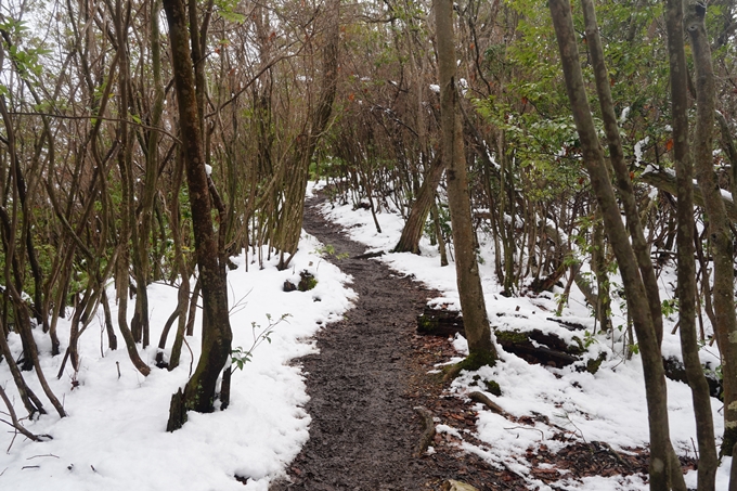 愛宕山_積雪_2022　No173