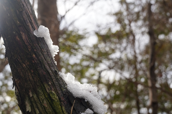 愛宕山_積雪_2022　No175