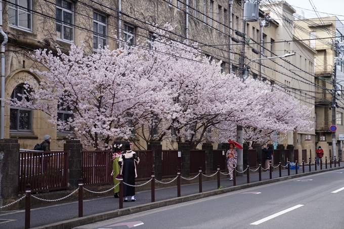 京都_桜情報_2022_01　旧京都市立成徳中学校　No4