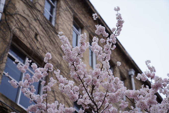 京都_桜情報_2022_01　旧京都市立成徳中学校　No5