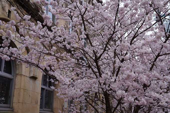 京都_桜情報_2022_01　旧京都市立成徳中学校　No6