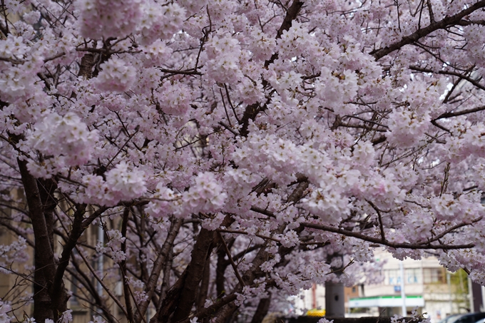 京都_桜情報_2022_01　旧京都市立成徳中学校　No7