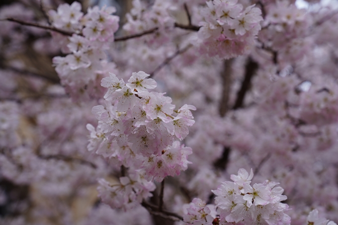 京都_桜情報_2022_01　旧京都市立成徳中学校　No8