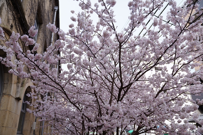 京都_桜情報_2022_01　旧京都市立成徳中学校　No13