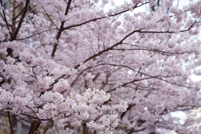 京都_桜情報_2022_01　旧京都市立成徳中学校　No9