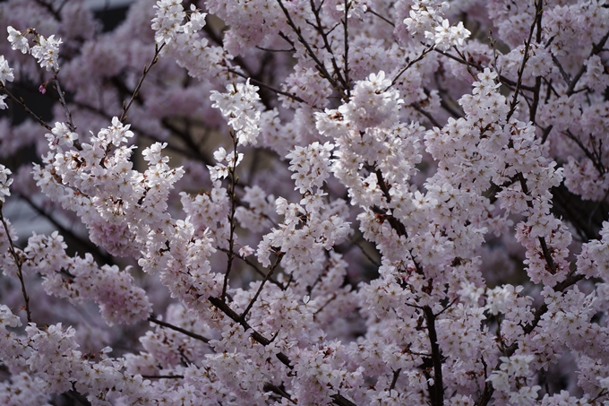 京都_桜情報_2022_01　旧京都市立成徳中学校　No10