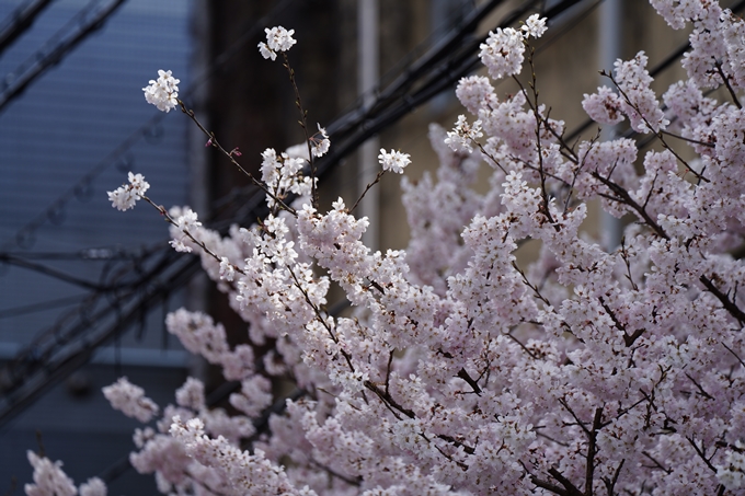 京都_桜情報_2022_01　旧京都市立成徳中学校　No11