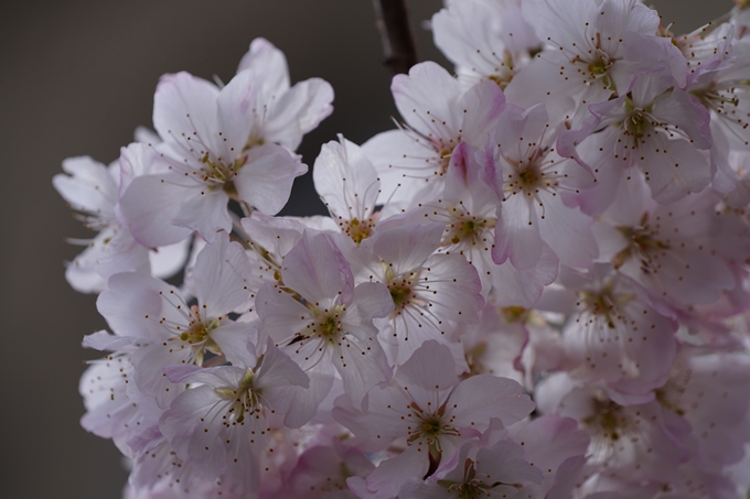 京都_桜情報_2022_01　旧京都市立成徳中学校　No14