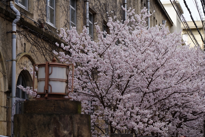 京都_桜情報_2022_01　旧京都市立成徳中学校　No16