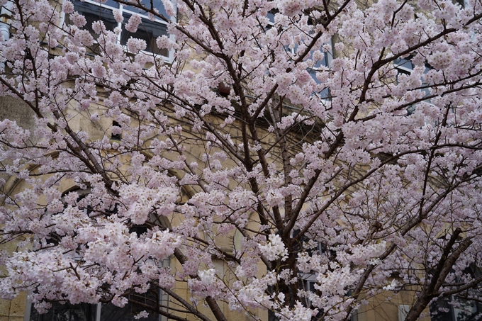 京都_桜情報_2022_01　旧京都市立成徳中学校　No17