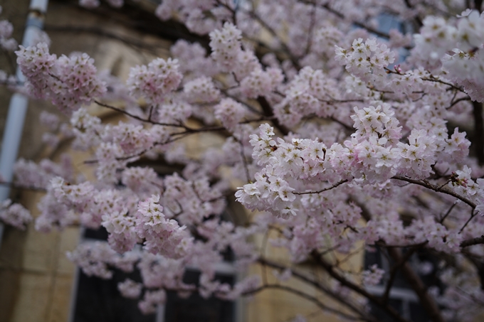 京都_桜情報_2022_01　旧京都市立成徳中学校　No18