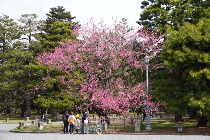 京都_桜情報_2022_02　京都御苑　No5