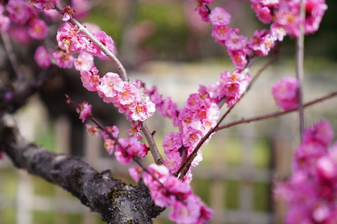 京都_桜情報_2022_02　京都御苑　No6