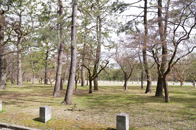 京都_桜情報_2022_02　京都御苑　No7