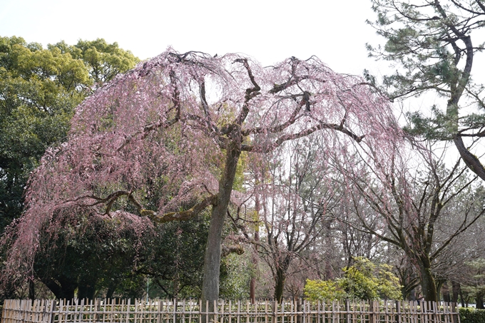 京都_桜情報_2022_02　京都御苑　No8