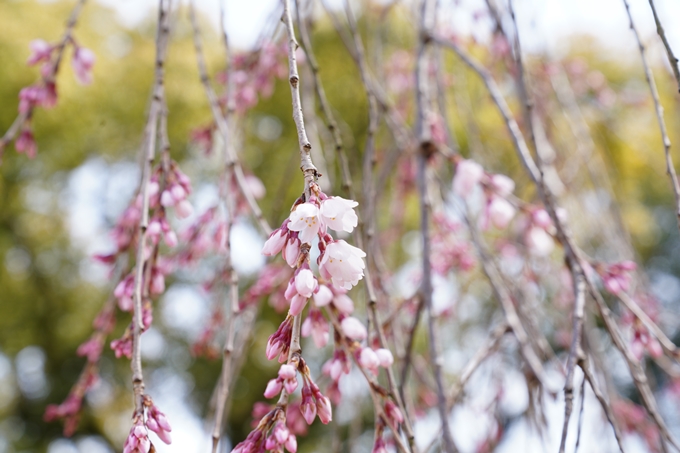 京都_桜情報_2022_02　京都御苑　No9