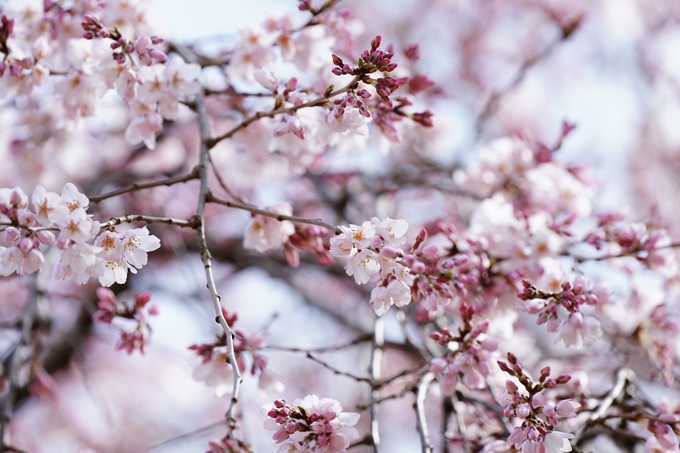 京都_桜情報_2022_02　京都御苑　No10