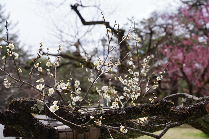 京都_桜情報_2022_02　京都御苑　No12