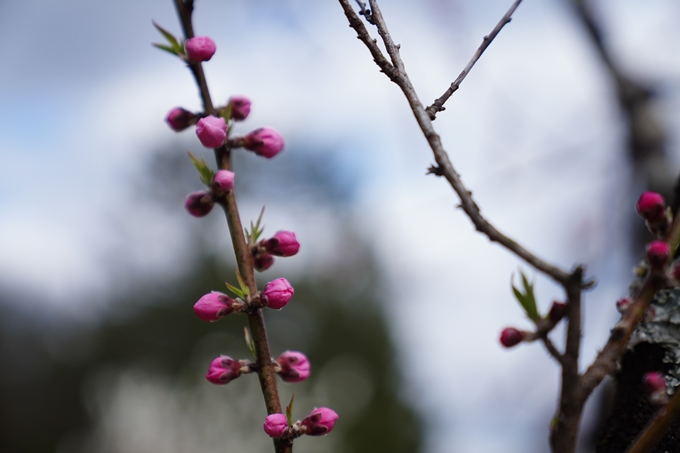 京都_桜情報_2022_02　京都御苑　No13