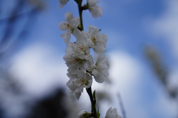 京都_桜情報_2022_02　京都御苑　No14