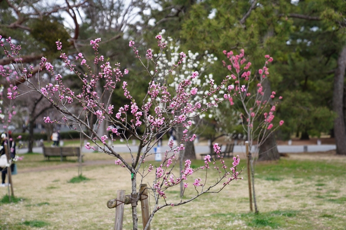 京都_桜情報_2022_02　京都御苑　No15